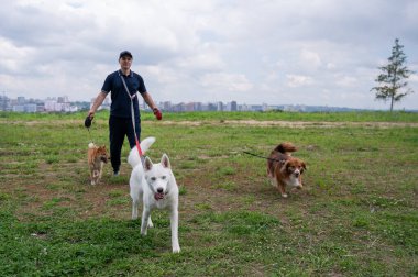 Beyaz bir adam üç köpekle yürür. Köpek gezdirici