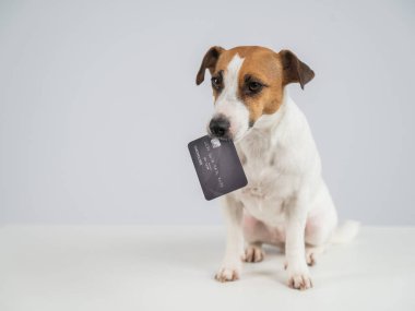 Ağzında beyaz bir banka kartı olan akıllı bir köpek.