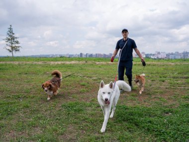 Beyaz bir adam üç köpekle yürür. Köpek gezdirici