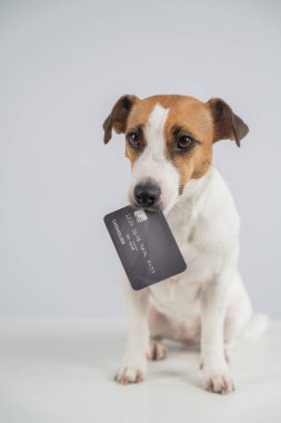 Ağzında beyaz bir banka kartı olan akıllı bir köpek.