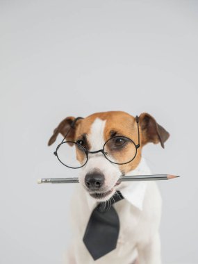 Jack Russell Terrier Köpeği Gözlüklü Kalem Tutucu