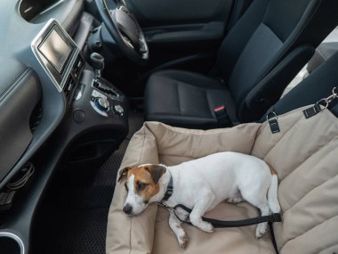 Jack Russell Terrier Köpeği Özel Araba Koltuğunda