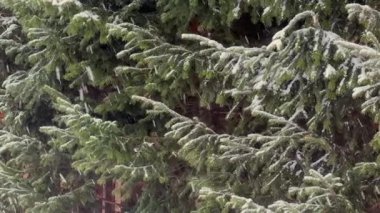 Kar yağarken kozalaklı bir ağaç.