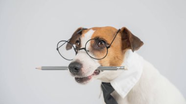 İş köpeği Jack Russell Terrier 'ın ağzında kalem var.