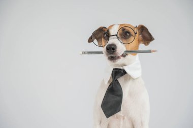 İş köpeği Jack Russell Terrier 'ın ağzında kalem var.