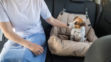 Beyaz kadın köpeğiyle arabayla seyahat ediyor. Jack Russell Terrier özel bir araba koltuğunda