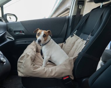 Jack Russell Terrier Köpeği Özel Araba Koltuğunda