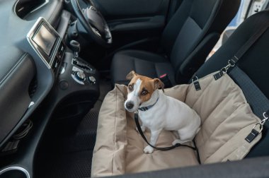 Jack Russell Terrier Köpeği Özel Araba Koltuğunda