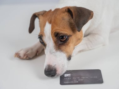 Beyaz arka planda banka kartı olan akıllı bir köpek.