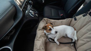 Jack Russell Terrier Köpeği Özel Araba Koltuğunda