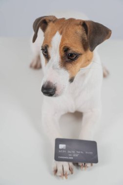 Beyaz arka planda banka kartı olan akıllı bir köpek.