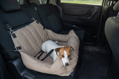 Jack Russell Terrier Köpeği Özel Araba Koltuğunda