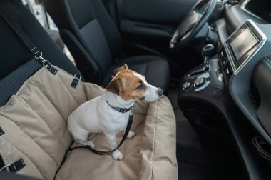 Jack Russell Terrier Köpeği Özel Araba Koltuğunda