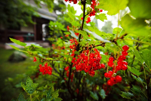Buisson de groseille rouge — Photo