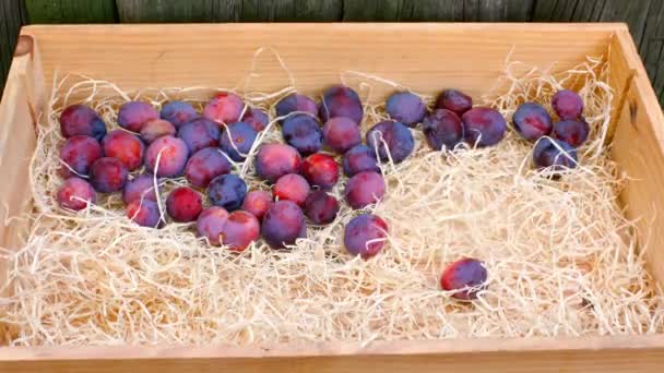 Scatola di legno si riempie di prugne fresche — Video Stock