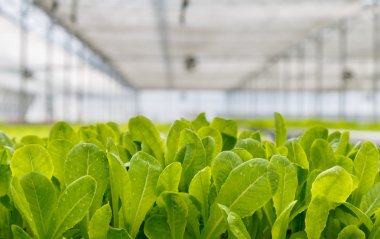 Organik hidroponik sebze yetiştirme çiftliği