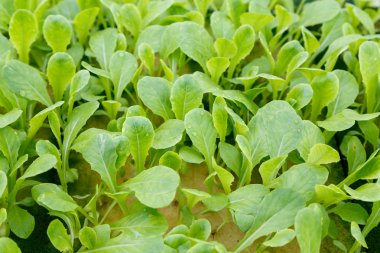 Organik hidroponik sebze yetiştirme çiftliği