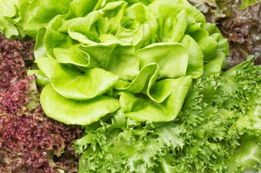 Kadar taze sebze kapatın