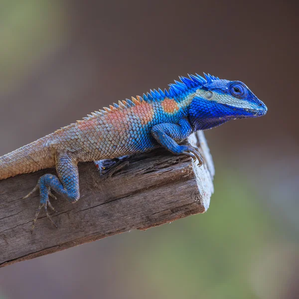 Indo-Chino chupasangre o lagarto del bosque —  Fotos de Stock