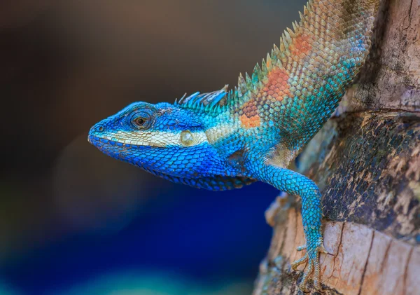 Indisch-Chinesische Blutsauger oder Waldeidechse — Stockfoto