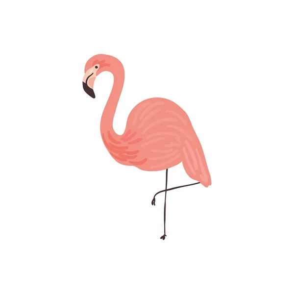 Ilustração desenhada à mão vetorial de um Flamingo — Vetor de Stock