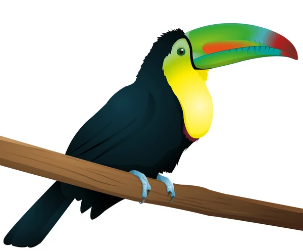 Toucan — Image vectorielle