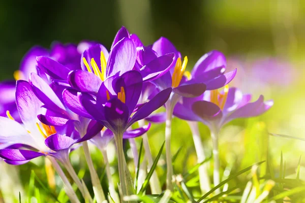 Roxo flores de croco — Fotografia de Stock