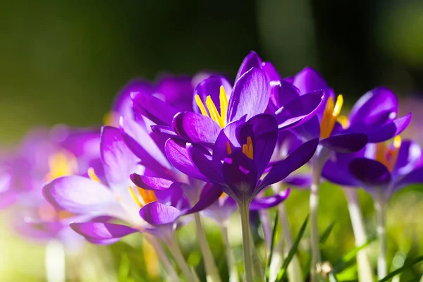 Purple Crocus flowers — Stock Photo, Image