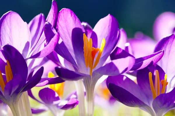 Крокус пурпурні квіти — стокове фото