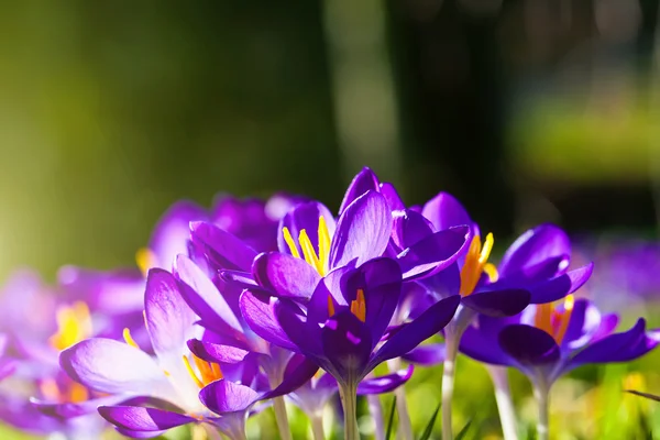 Purple Crocus flowers — Stock Photo, Image