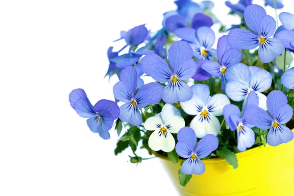 Lila penséer i blomkruka — Stockfoto