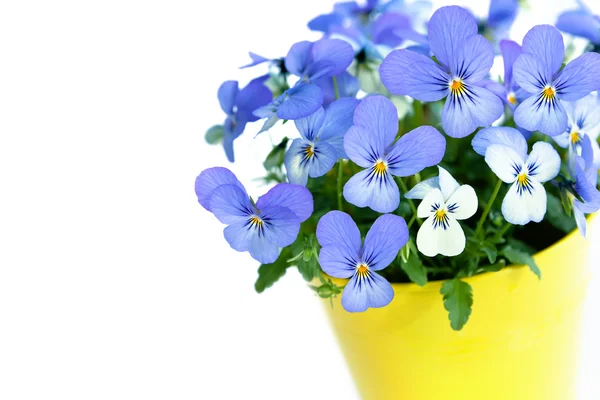 Lila penséer i blomkruka — Stockfoto