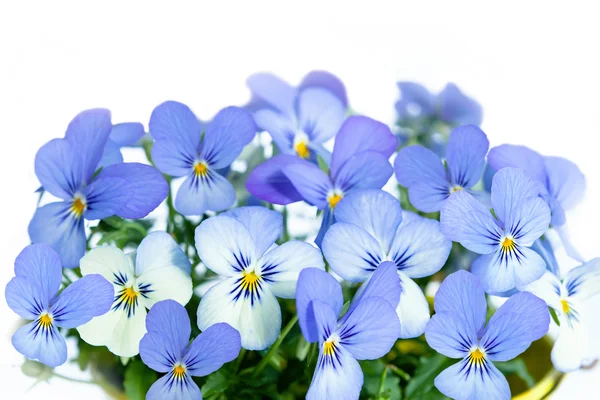 Culottes violettes en pot de fleurs — Photo