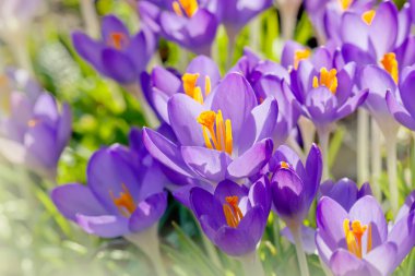 Mor bitkisi çiçeği, Bahar arka plan