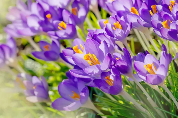 Фіолетові квіти Крокус, весна фону — стокове фото