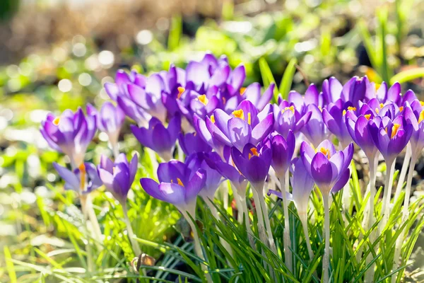 Fiori di Croco Viola, Sfondo Primavera — Foto Stock