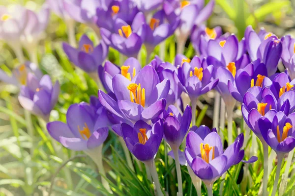 Purple Crocus Flowers, Spring Background — Stock Photo, Image