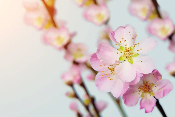 Cherry blossoms, Spring background — Stock Photo, Image