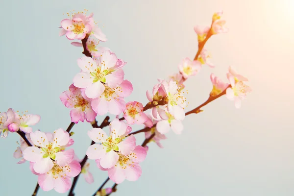 Flores de cerezo, Fondo de primavera — Foto de Stock