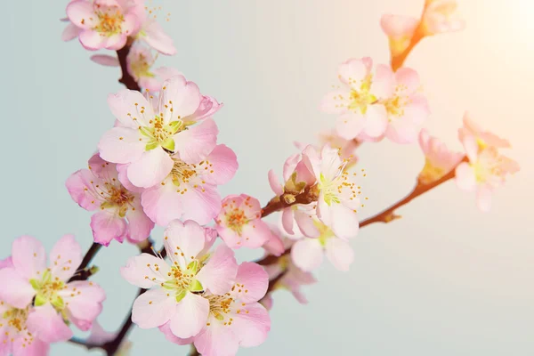 Cherry blossoms, Spring background — Stock Photo, Image