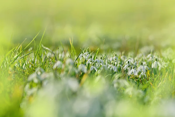 在球场上的雪莲花 — 图库照片