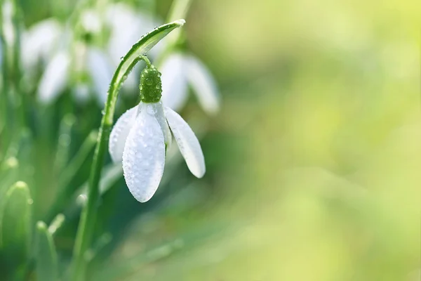 Snowdrop înflorește primăvara — Fotografie, imagine de stoc