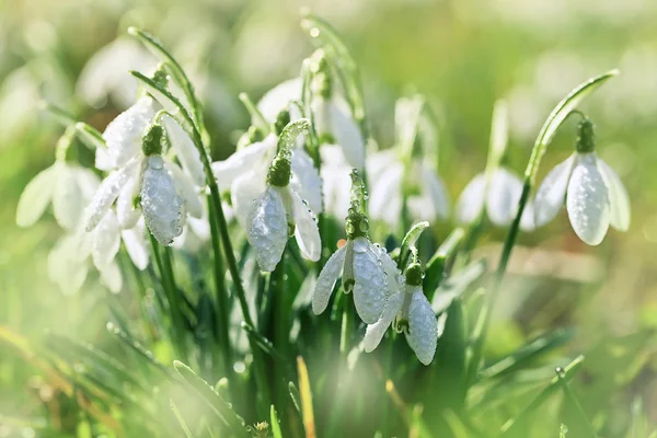 Goutte de neige floraison au printemps — Photo