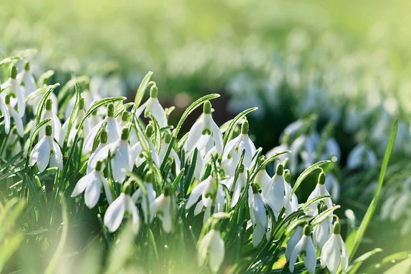 Goutte de neige floraison au printemps — Photo