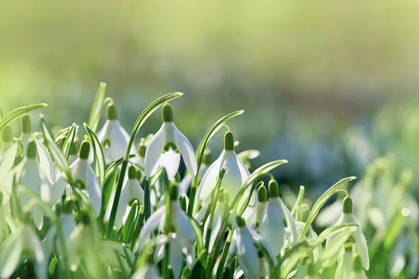 Bucaneve fioritura in primavera — Foto Stock