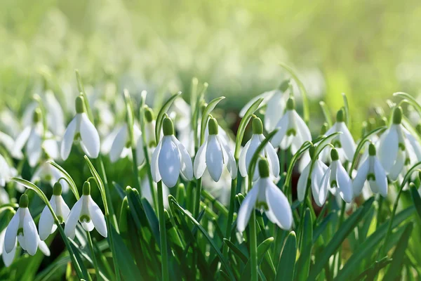 Snödroppe blommar på våren — Stockfoto