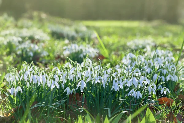 Gouttes de neige sur le terrain — Photo