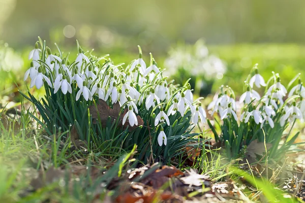 Sneeuwklokjes op het veld — Stockfoto