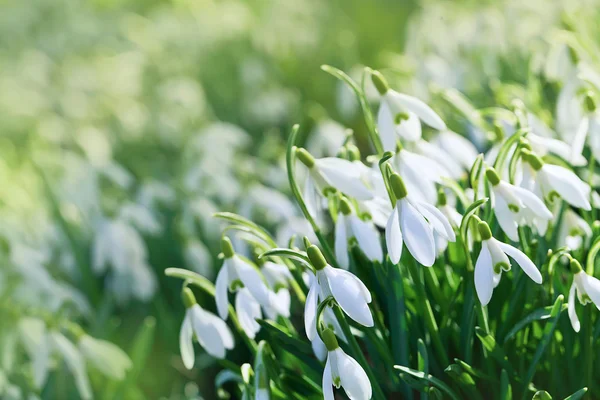 Snowdrop înflorește primăvara — Fotografie, imagine de stoc