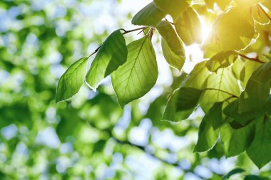 yeşil yapraklar arkaplan